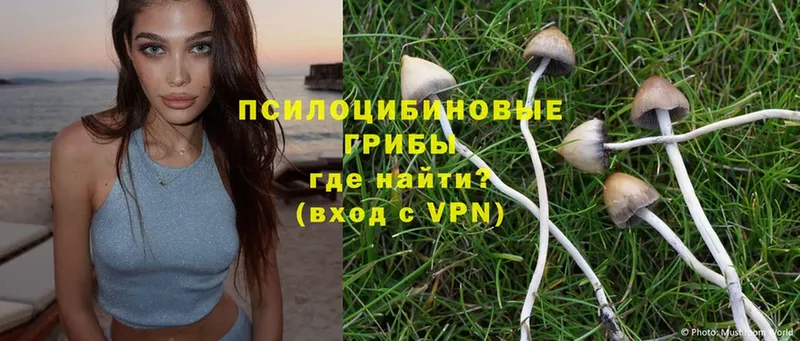 Псилоцибиновые грибы Psilocybine cubensis  Партизанск 